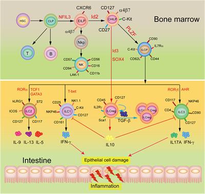 Commentary: Regulatory Innate Lymphoid Cells Control Innate Intestinal Inflammation